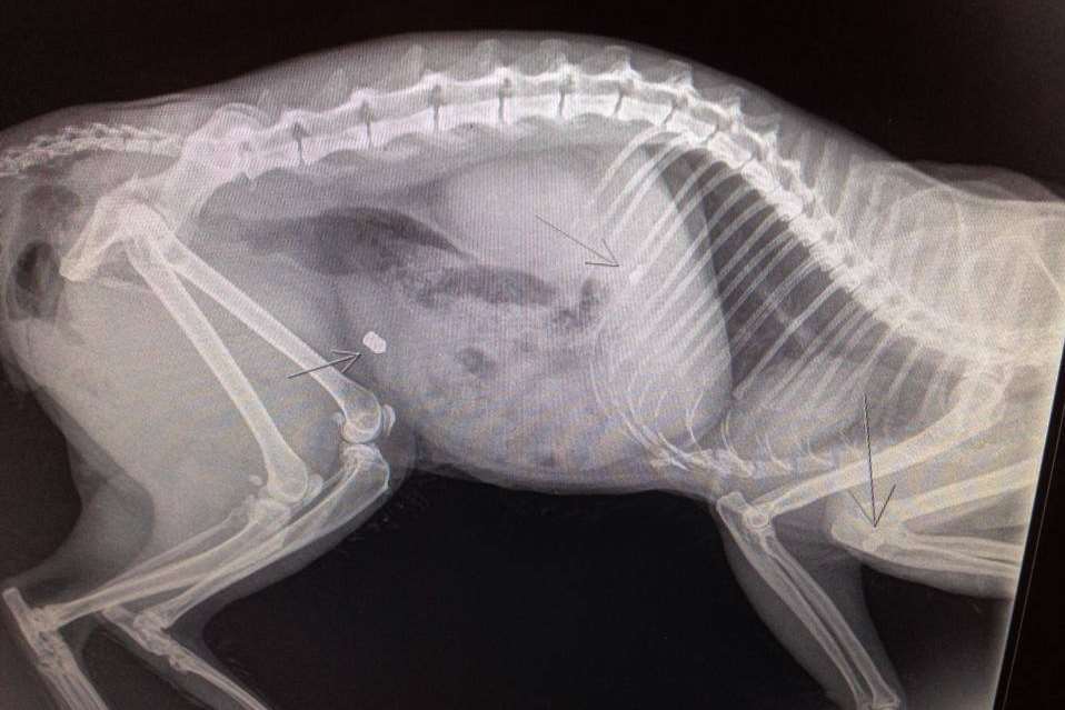 An x-ray taken from the deceased cat. Picture: Mote Park Vets