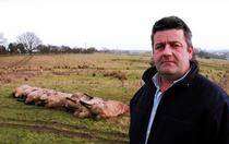 Farmer Billy Pynn with some of the dead sheep killed by dogs in a field near Kent University.