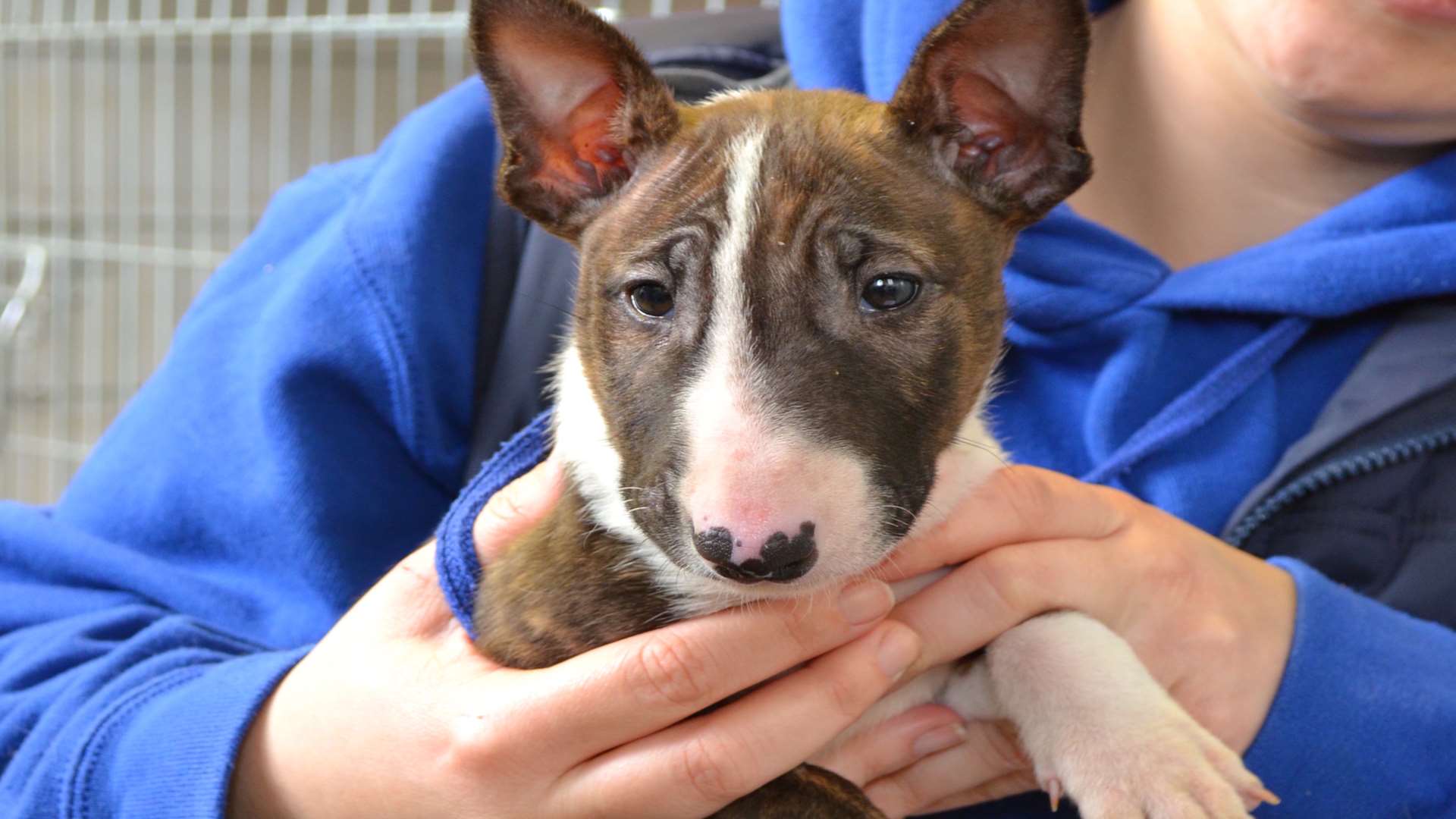 Puppy Matilda has proved vets wrong after surviving a cyst on her stomach