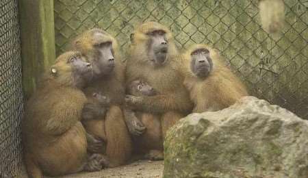 A group of Guinea baboons settling in. Picture: DAVE DOWNEY