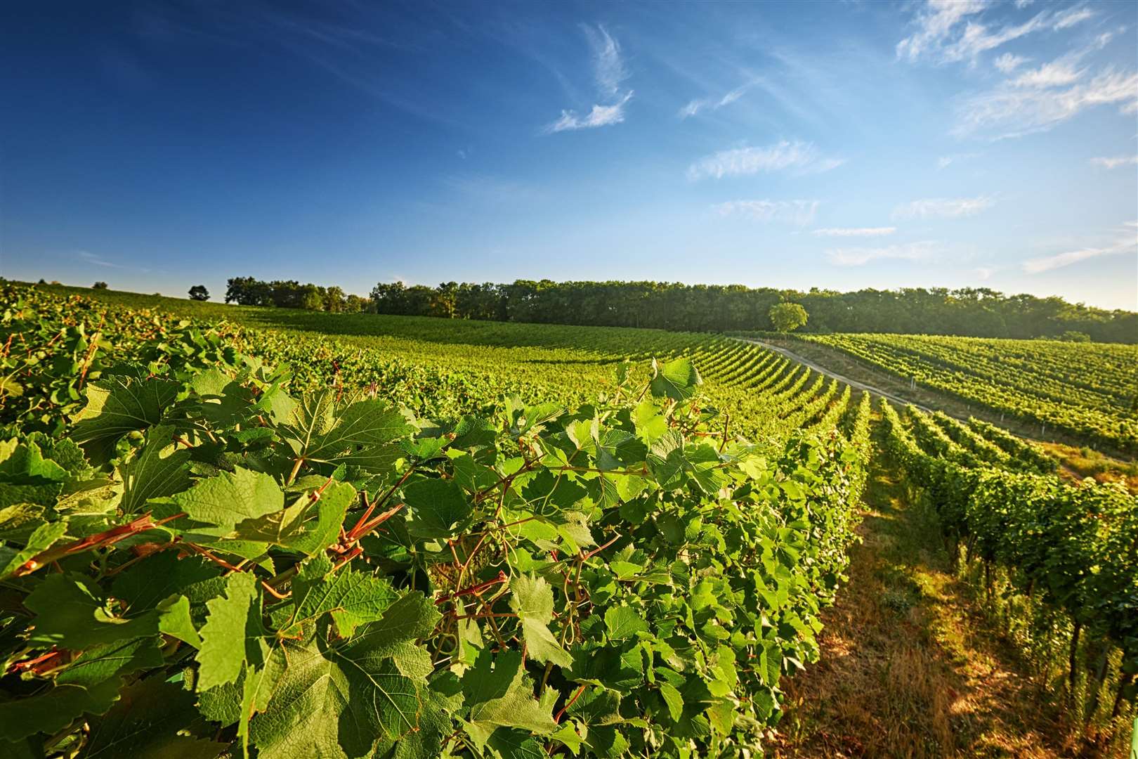 Much of the land for sale could be used to create Kent's newest vineyard. Picture: Stock image