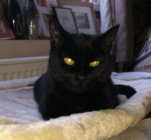 Sophie is one of the cats reported missing in Seasalter