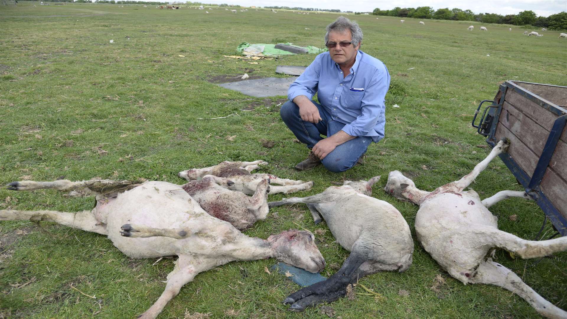 Farmer David Mosdell and some of the dead sheep found after being mauled by dogs at Danley Marshes Farm at Halfway