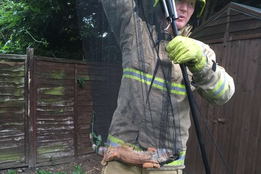 Fire crews used a long net to rescue the reptile