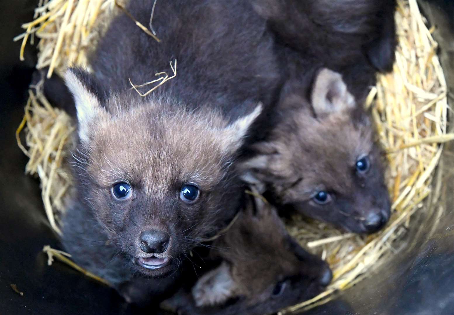 Maned Wolf cubs (Yorkshire Wildlife Park)