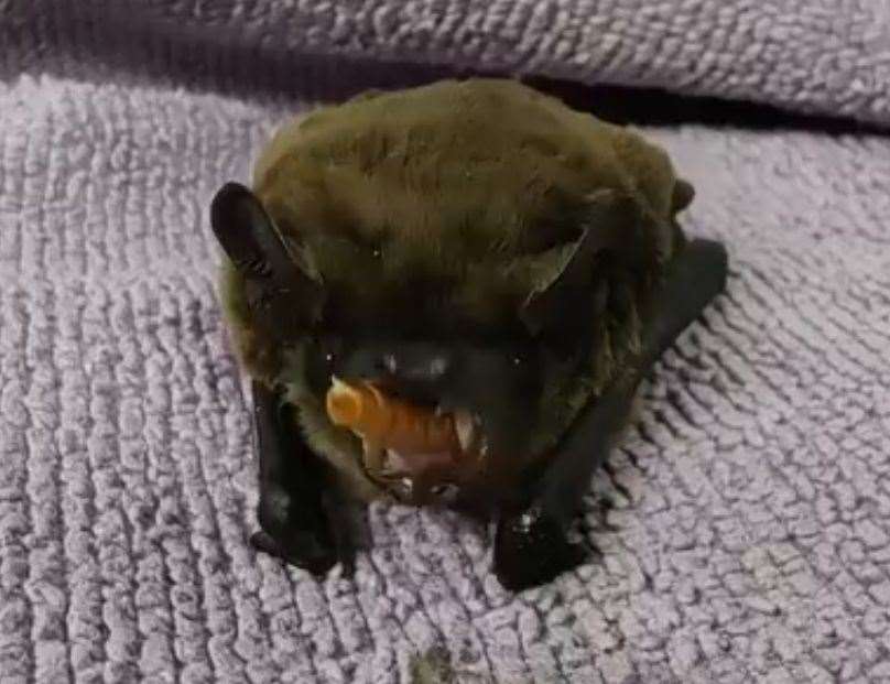 Lesley the Leisler's bat eating a mealworm. Picture: Folly Wildlife Rescue
