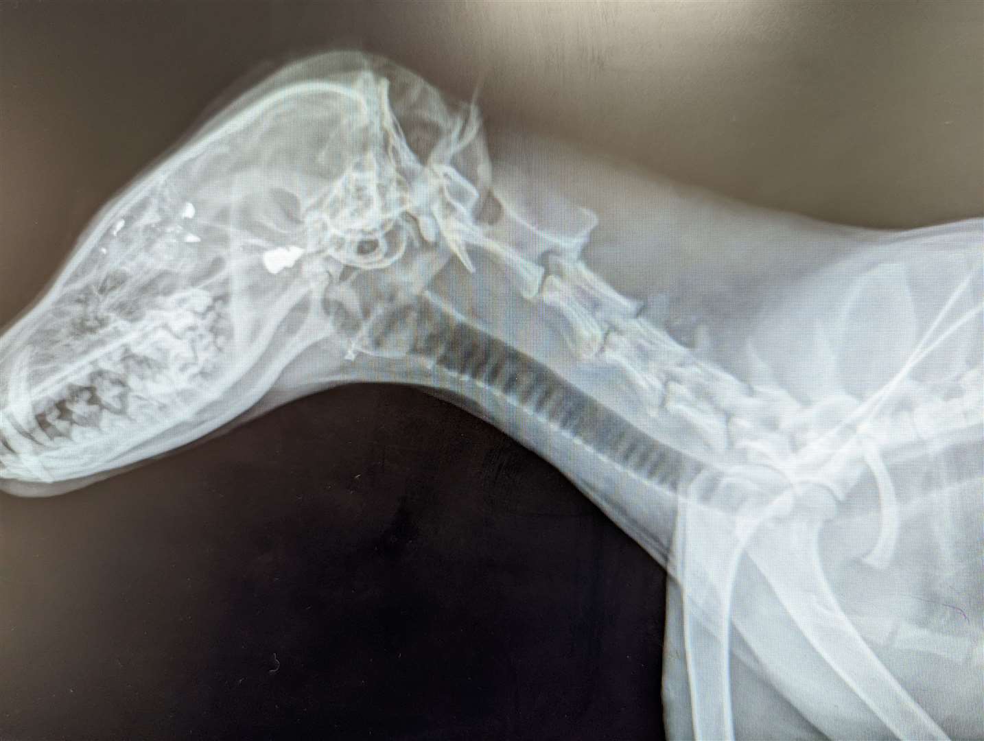 X-rays revealed the fox had been shot twice - in the abdomen and face