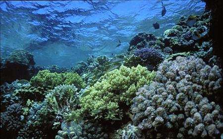 Coral gardens off Hurghada
