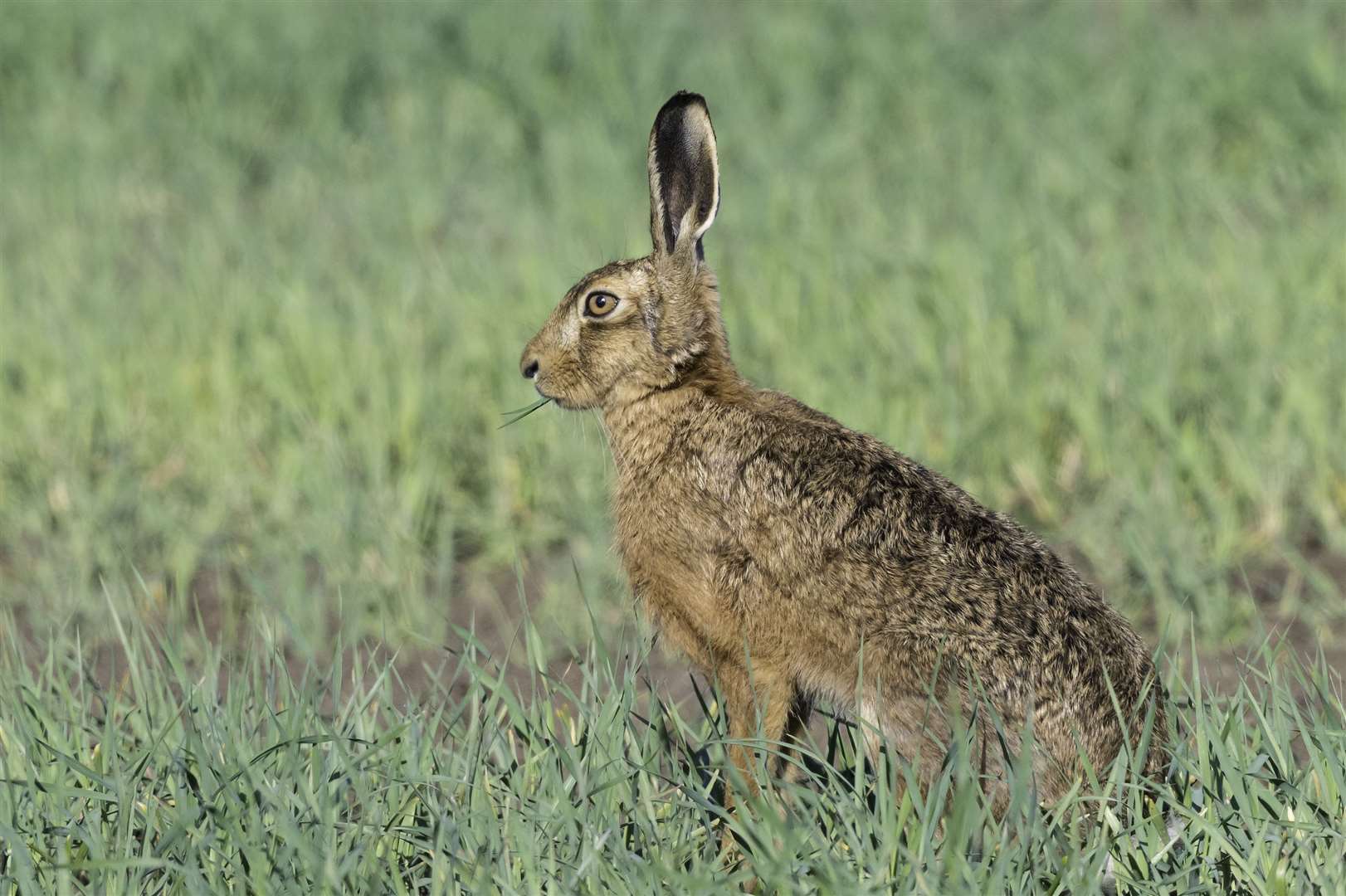 Police were alerted to suspected hare coursing. Photo: Mike Vickers