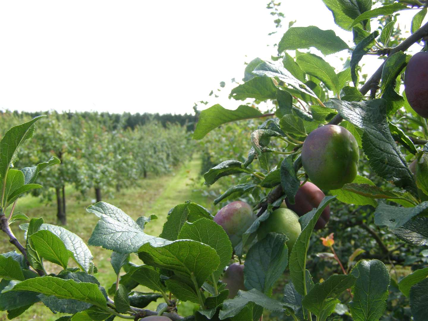 Brogdale is home of the National Fruit Collection. Picture: Brogdale Collections