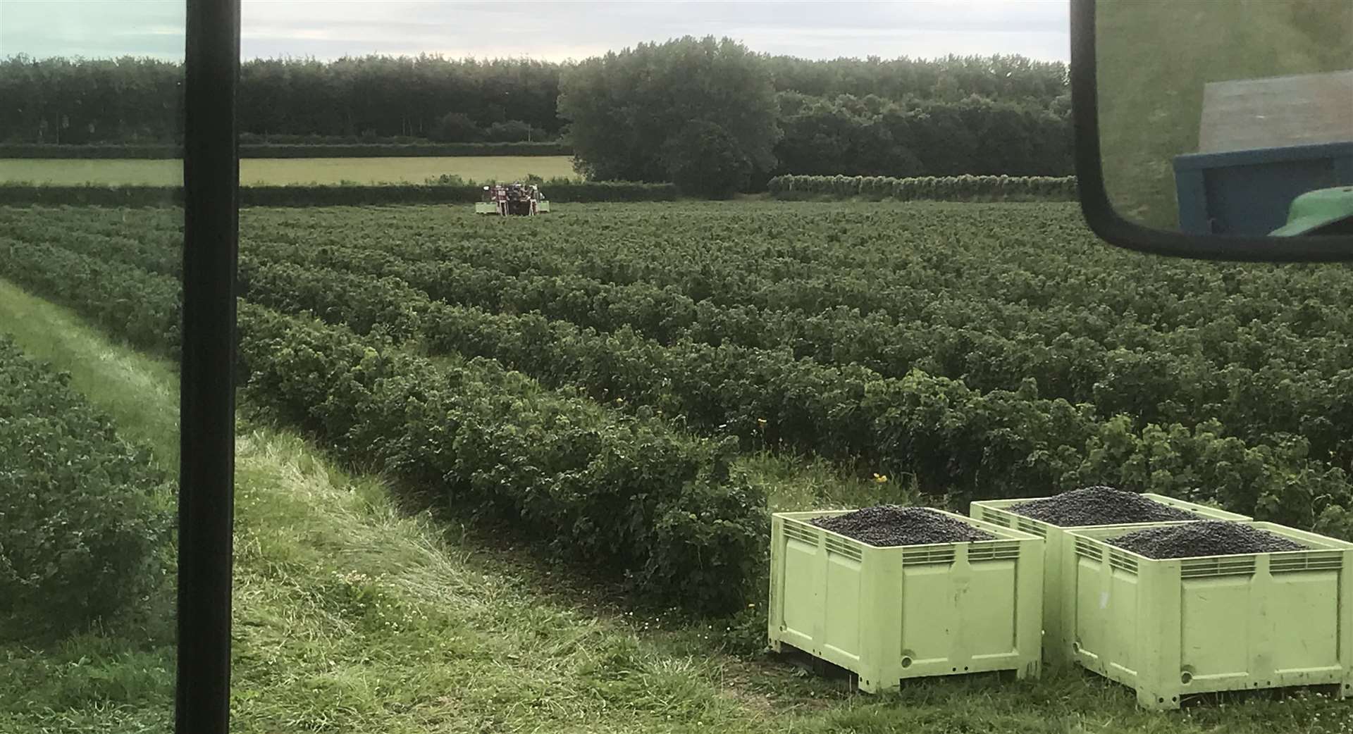 The farm grows around 150 acres of blackcurrants. Picture: New House Farm