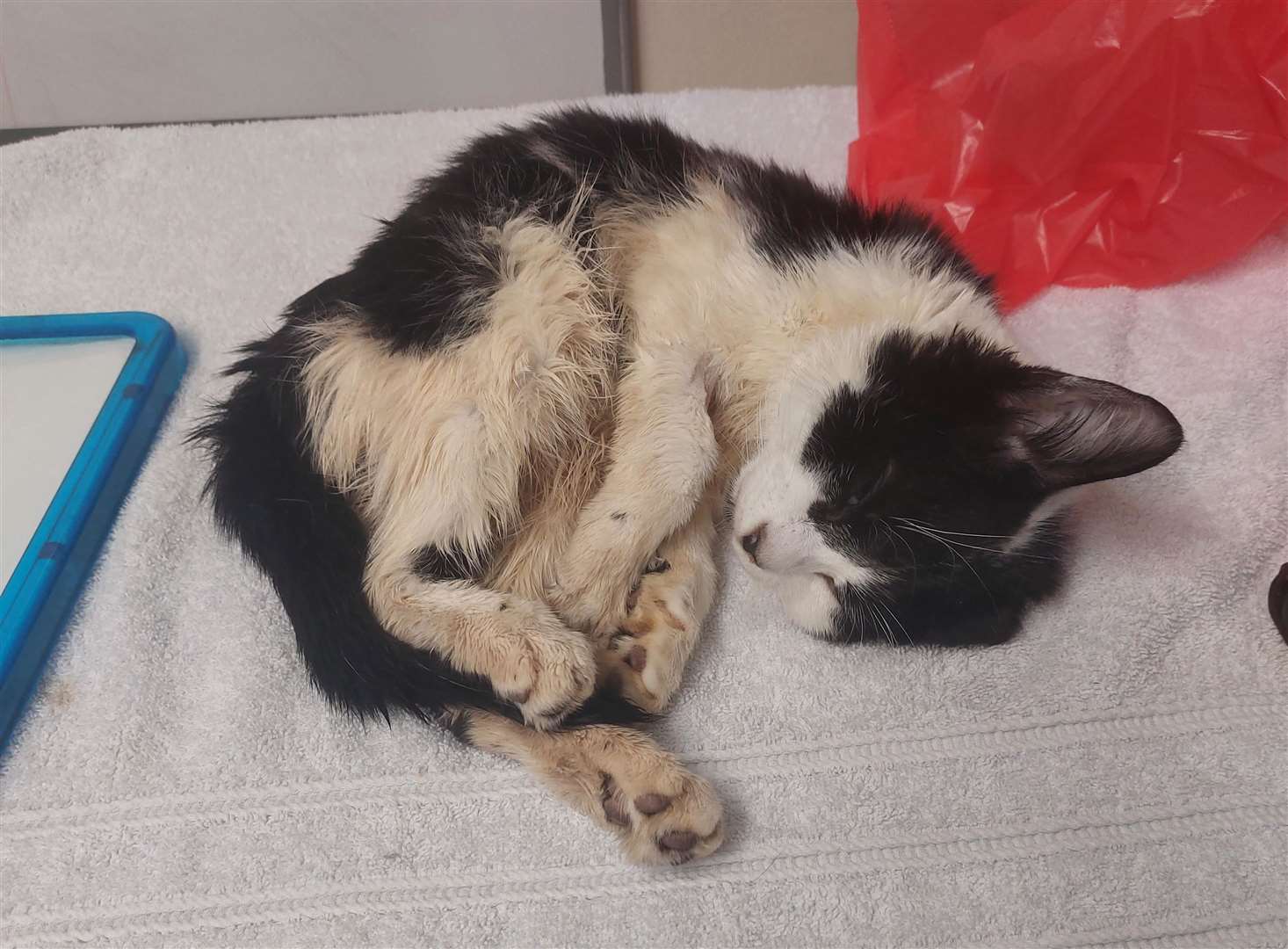 The cat was found abandoned outside a rugby club