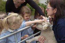 Andrea Charman and one of Lydd Primary School's lambs