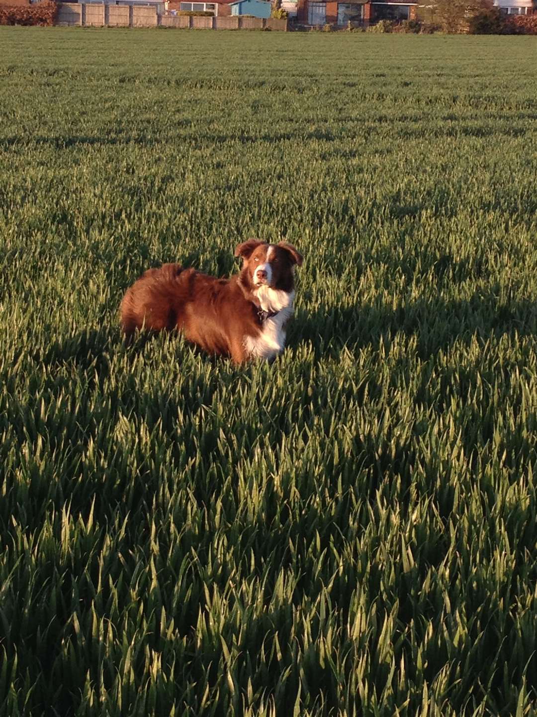 Taffy the Welsh Collie