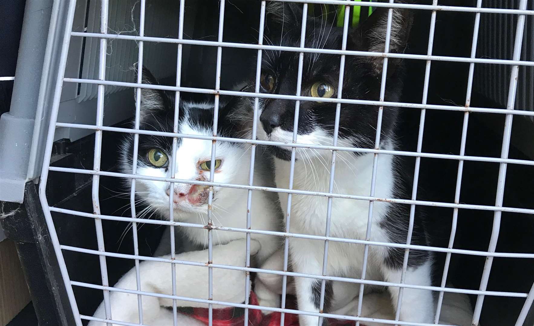 The cats were dumped in a carrier. Picture: RSPCA (7514588)