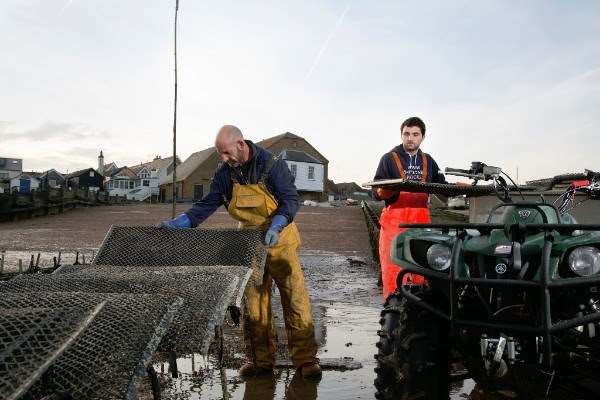 Workers at the fishery have been packing the oysters into bags