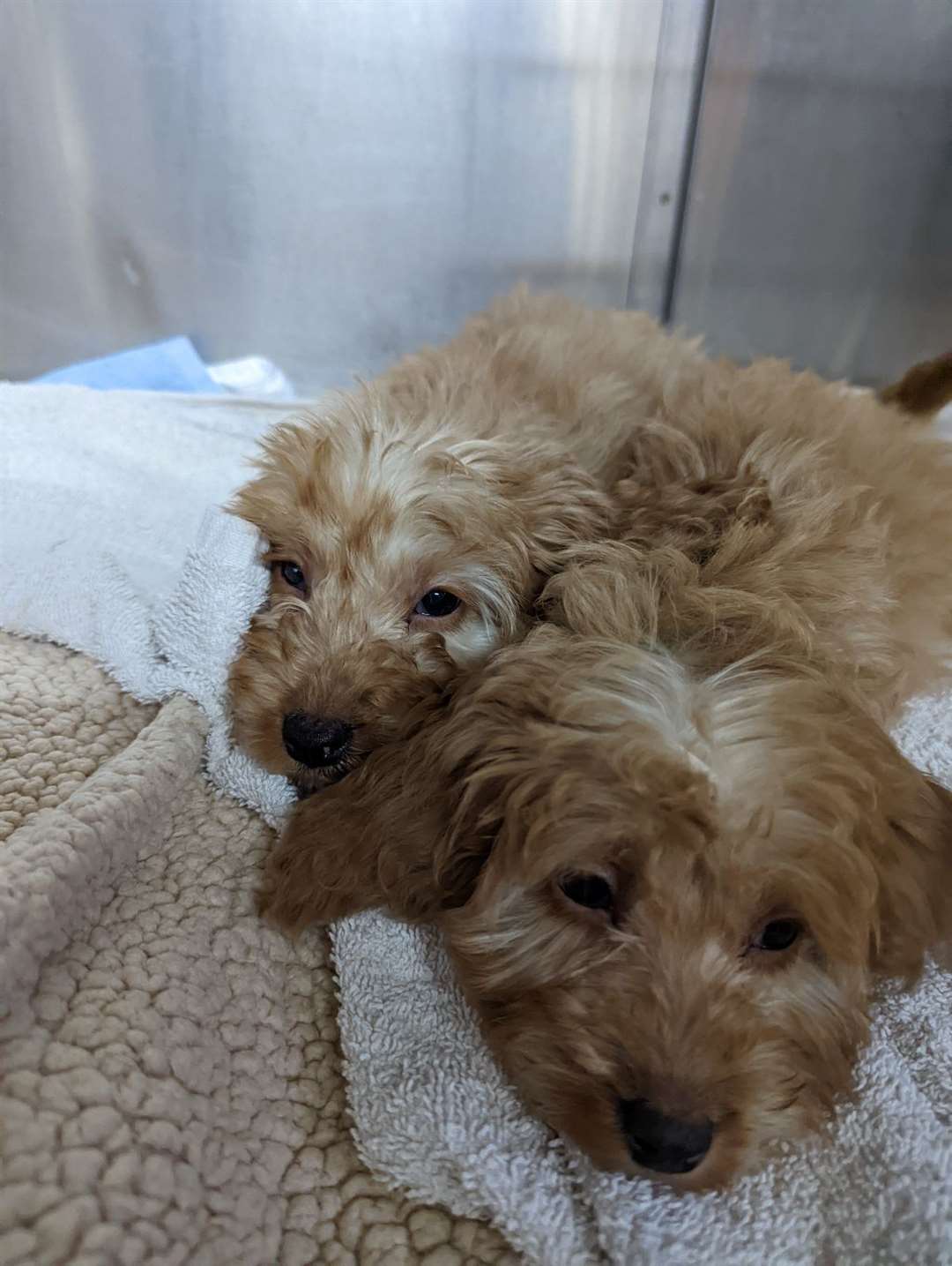 They were found at Leybourne Lakes Country Park, Snodland. Picture: RSPCA