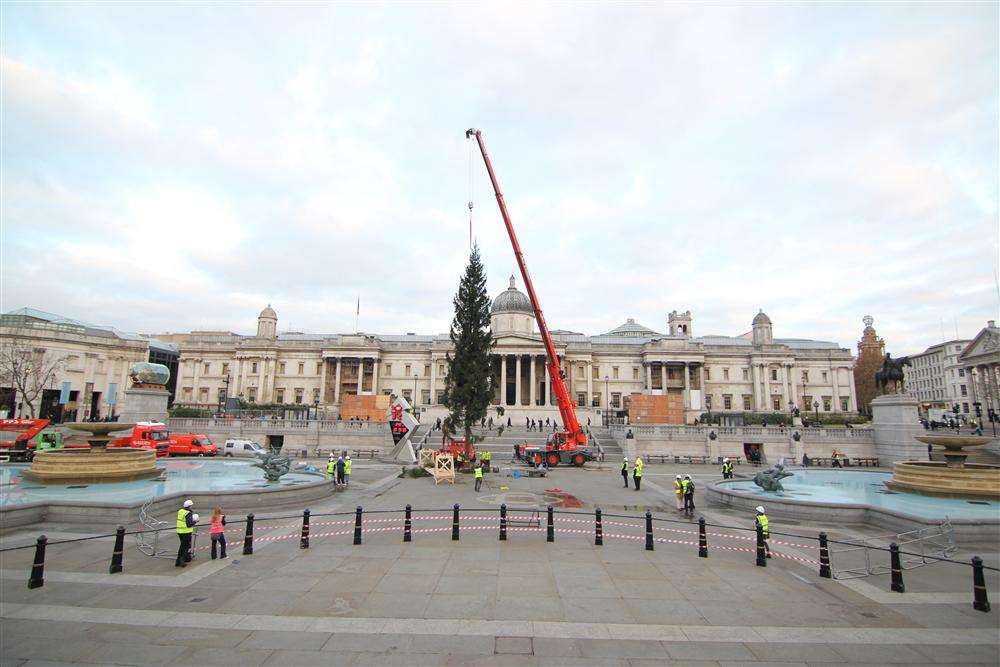 Beck & Pollitzer crane installing Christmas tree in Trafalgar Square in 2012.