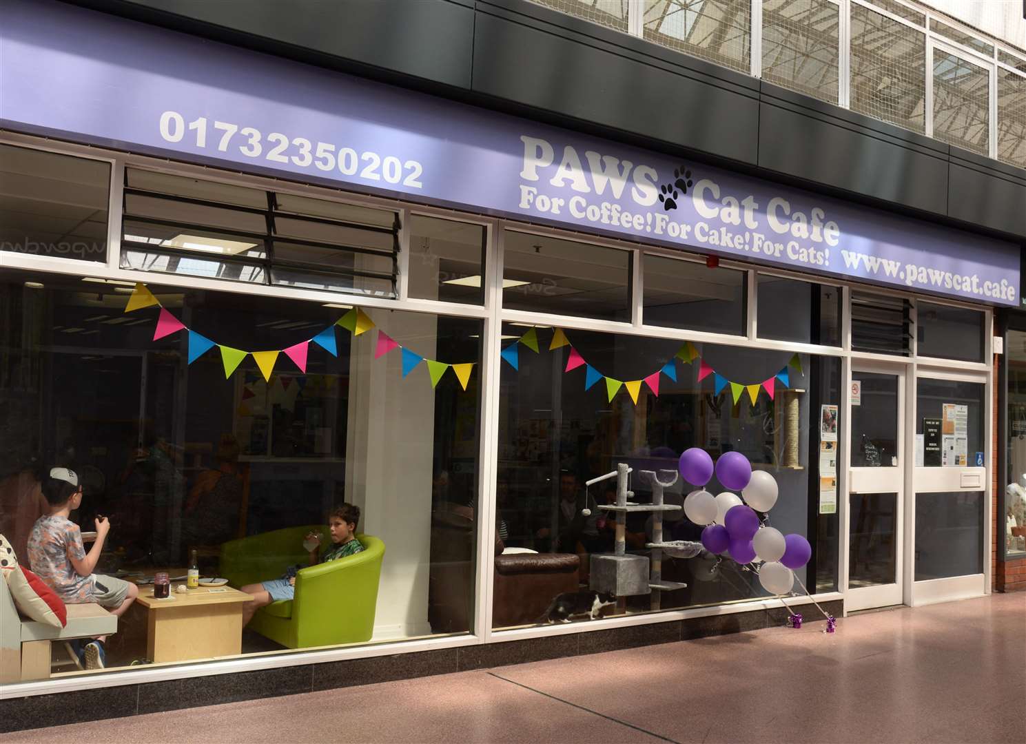 Paws the new cat cafe in Tonbridge High Street