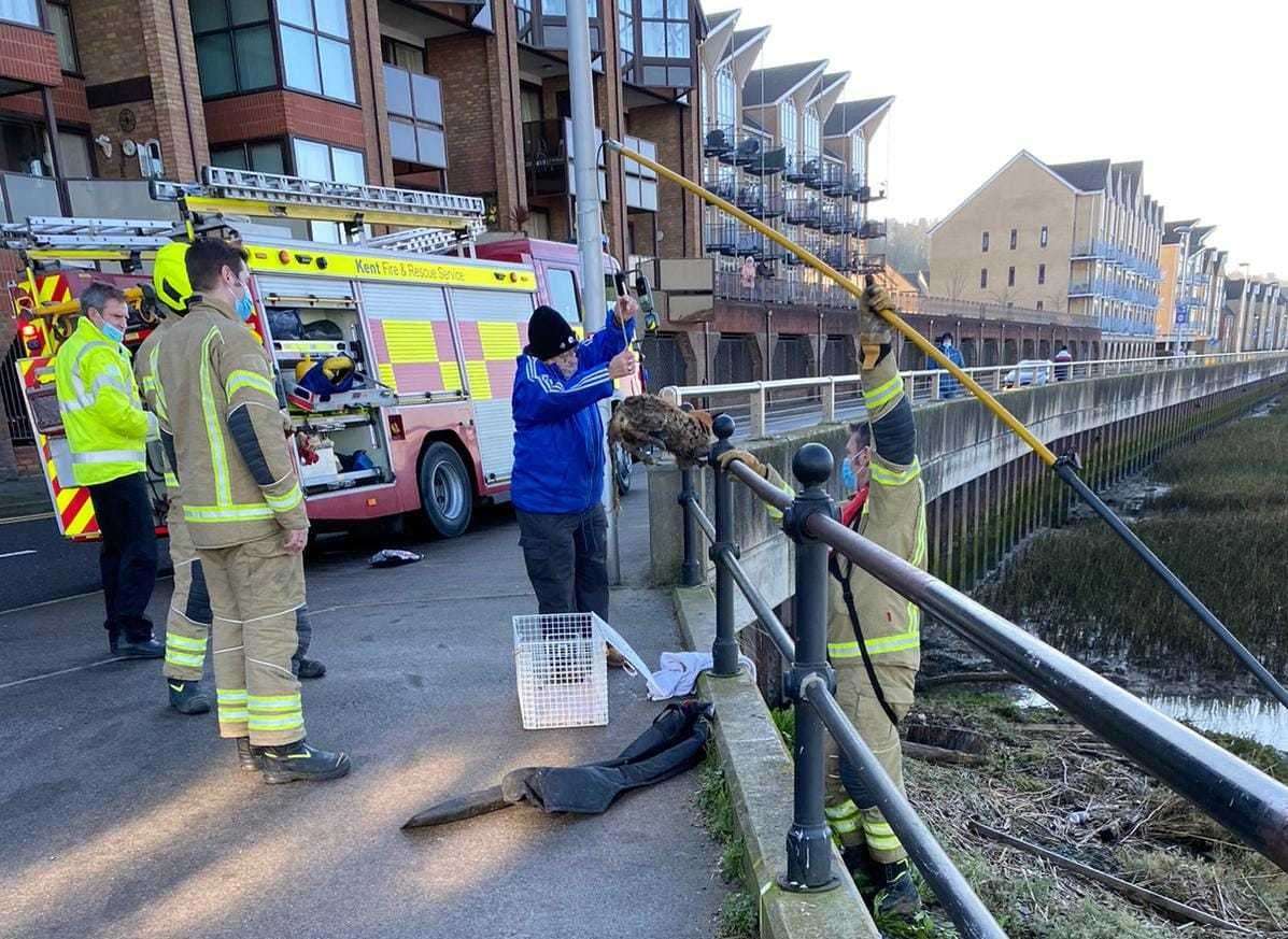 Firefighters were called to help rescue the fox from the water in the River Medway. Picture: Janet Waddington (44100387)