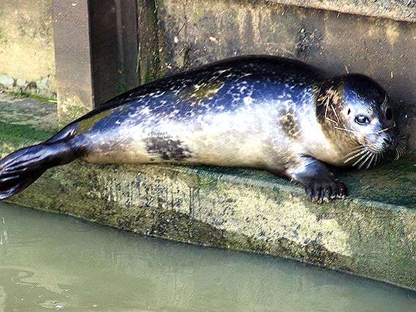 Simon the Seal taking a breather on a ledge by Allington Lock. Picture: TONY THOROGOOD