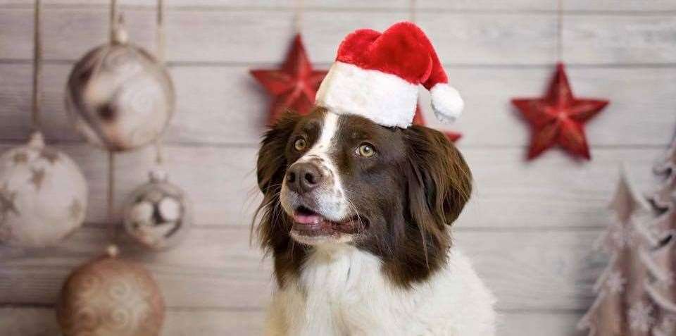We all want our pets to feel special at Christmas, too, but not everything we eat is good for them!
