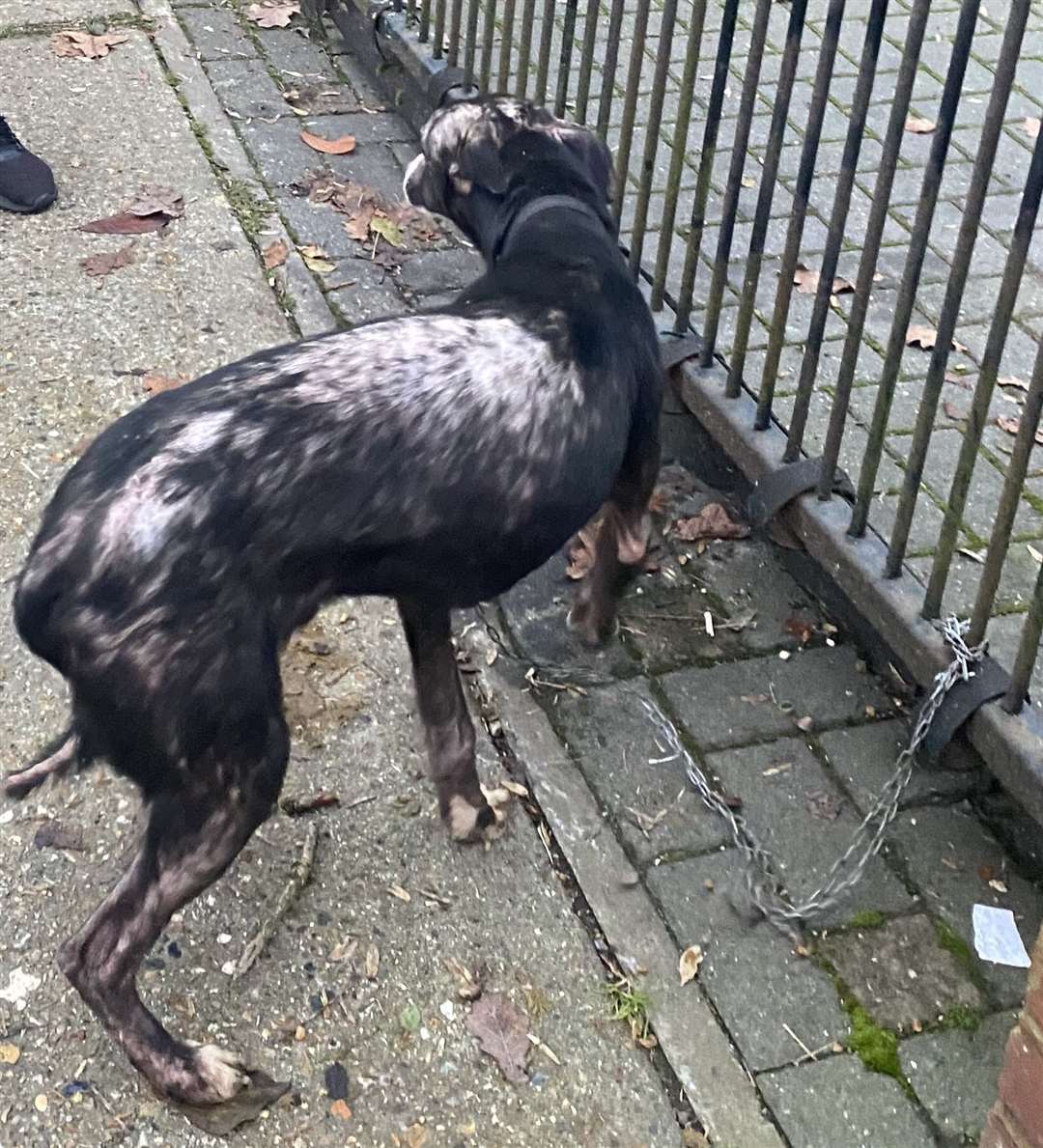 George was left tied up outside the RSPCA Medway West branch last New Year Picture: RSPCA