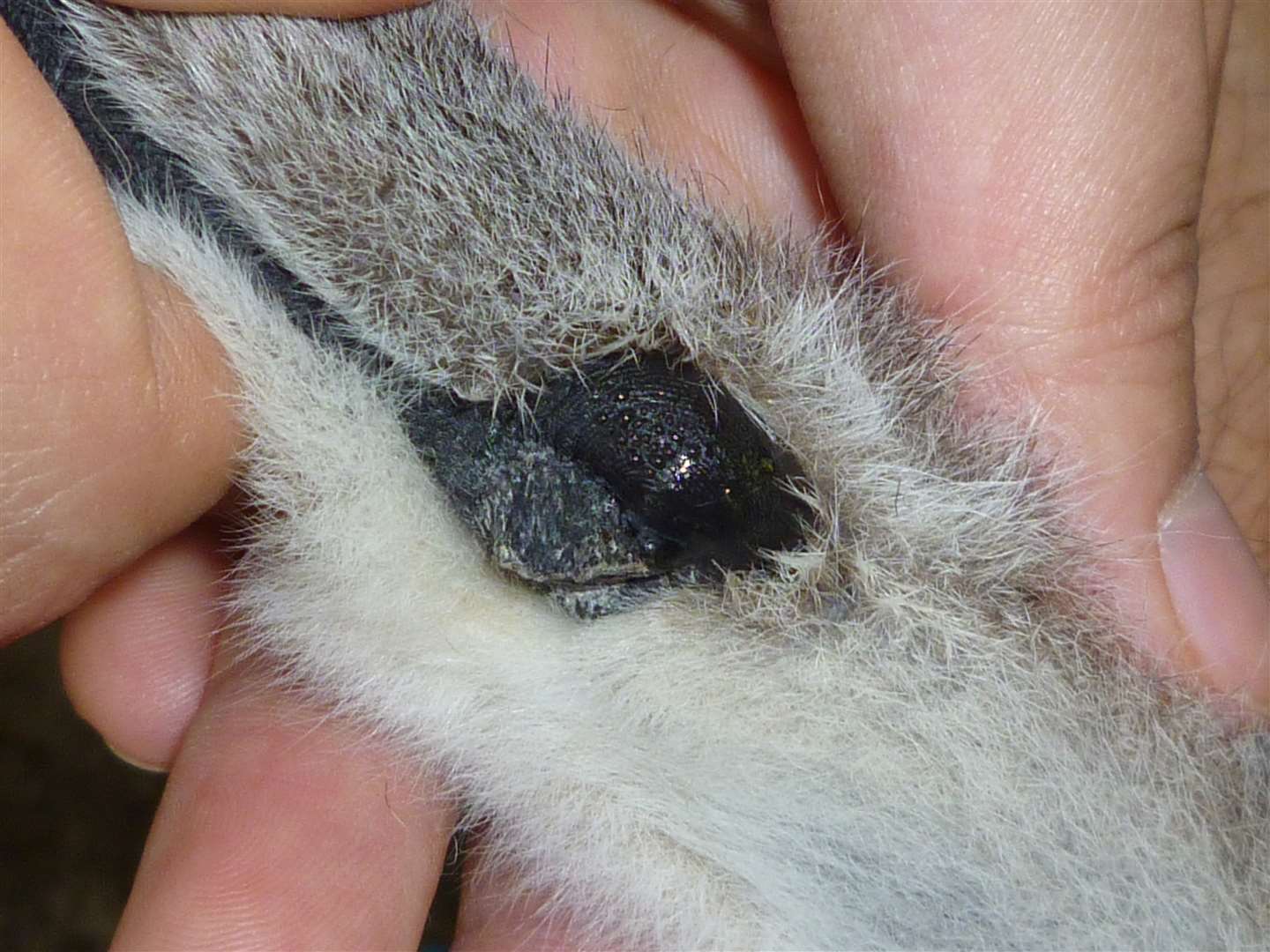 A close-up of a male lemur’s wrist gland (Satomi Ito/Kyoto University)