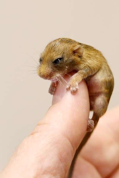 This dormouse is being looked after at Wildwood