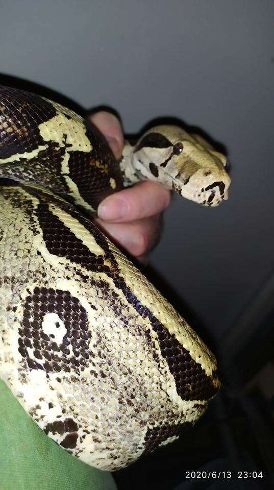 Do you know this Boa constrictor? It was found in a garden in Halfway, Sheppey. Picture: Swampy Animal Rescue