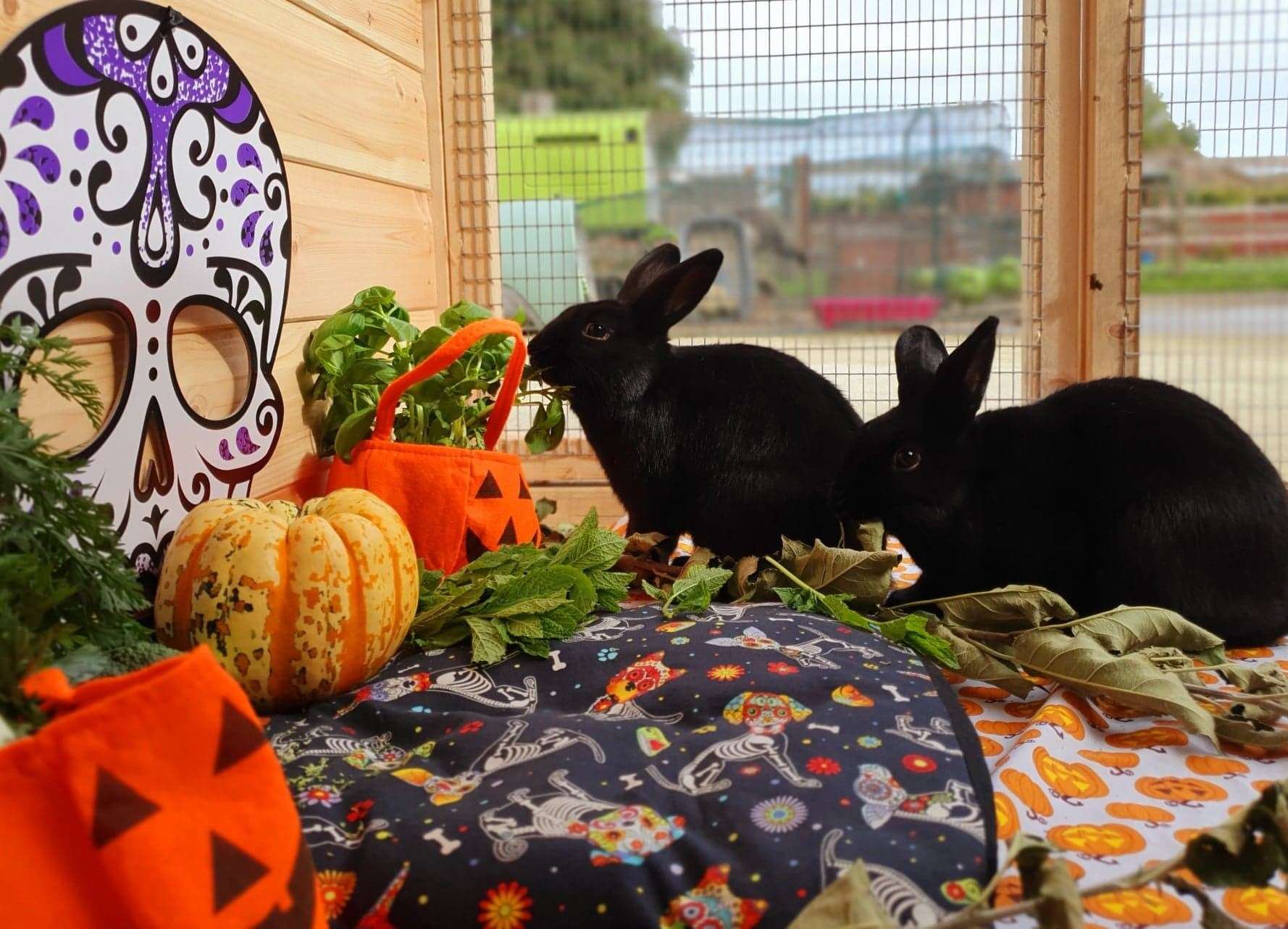 Rescue rabbits Sarah and Hector taking part in a Halloween photoshoot