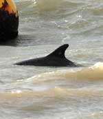 Dave the dolphin was a regular visitor to Folkestone shores last summer