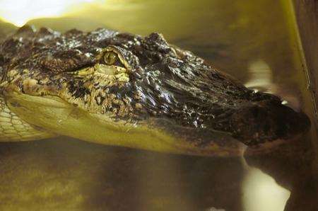 George the Alligator at Wingham Wildlife Park, who is in the market for a new mate. Picture: Paul Dennis.