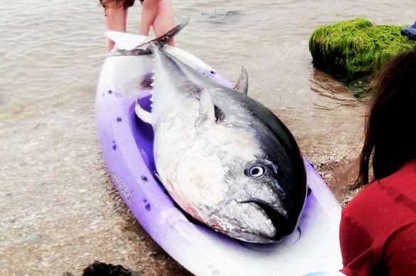 The girls found the bluefin tuna whilst kayaking in Kingsand, Cornwall it is estimated to be worth £1m