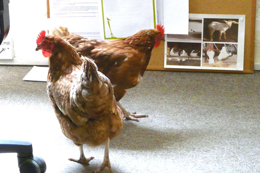 Chickens wander the office at Field Fare