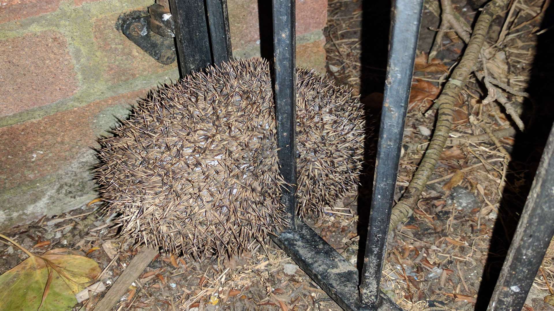 The hedgehog was stuck fast between gate railings