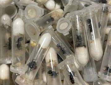 Around 250 ants were discovered in Folkestone, having been left in an unopened box since January. Photo: RSPCA Folkestone Branch