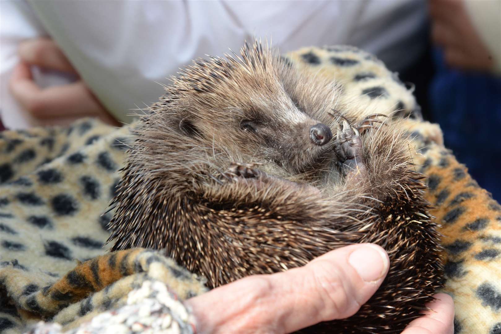 One of the hedgehogs before it's release on the Lees Court Estate on Tuesday. Picture: Chris Davey (2016400)