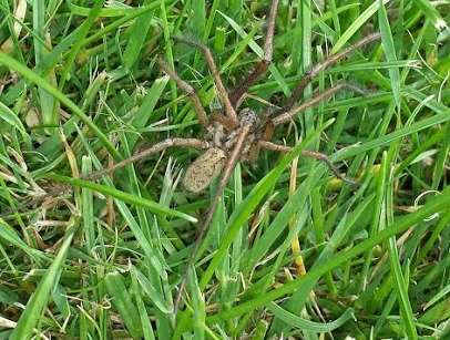 The suspected hobo spider. Picture: Jenny Coxall