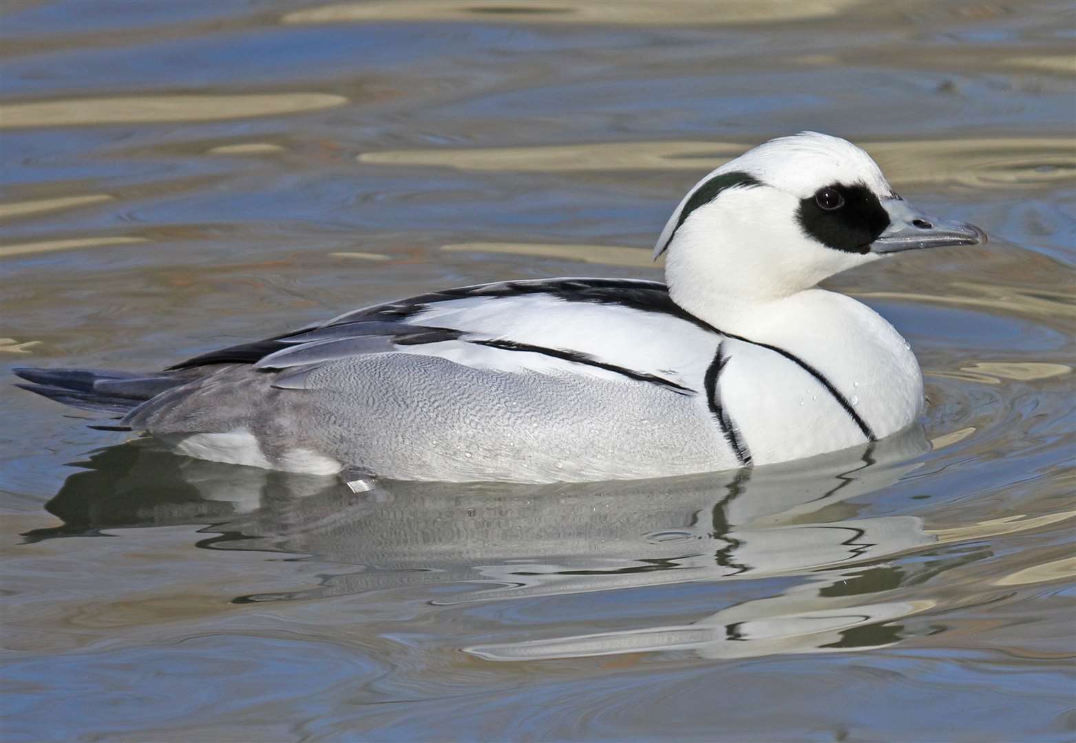 Experts say you're more likely to see a butterfly rather than a Smew in January in parts of Kent