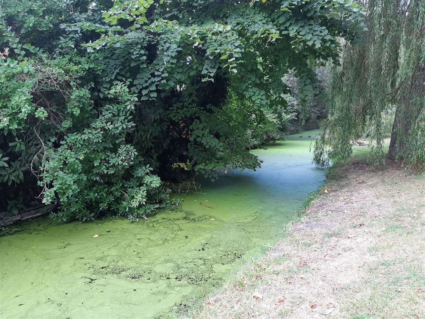 The water along the Ropewalk in Sandwich was thick with algae