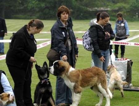 Contestants at the fun dog show at Margate Cricket Club.