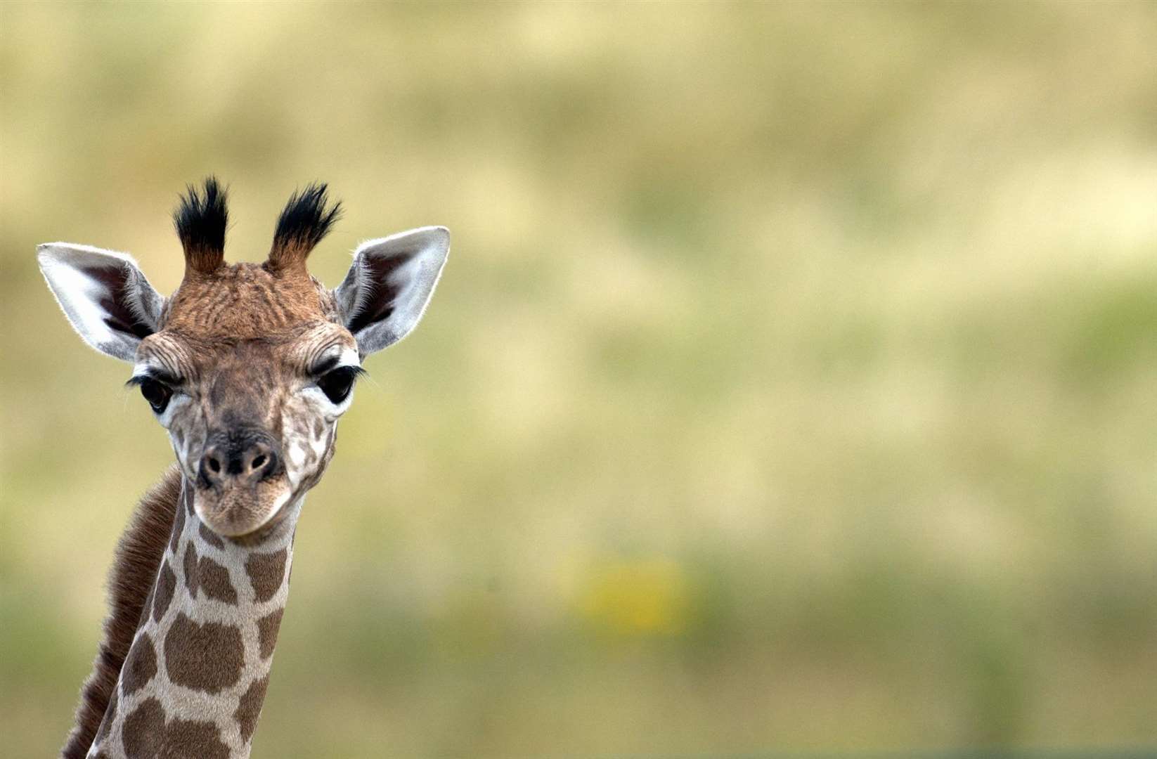 You can see giraffes at Port Lympne