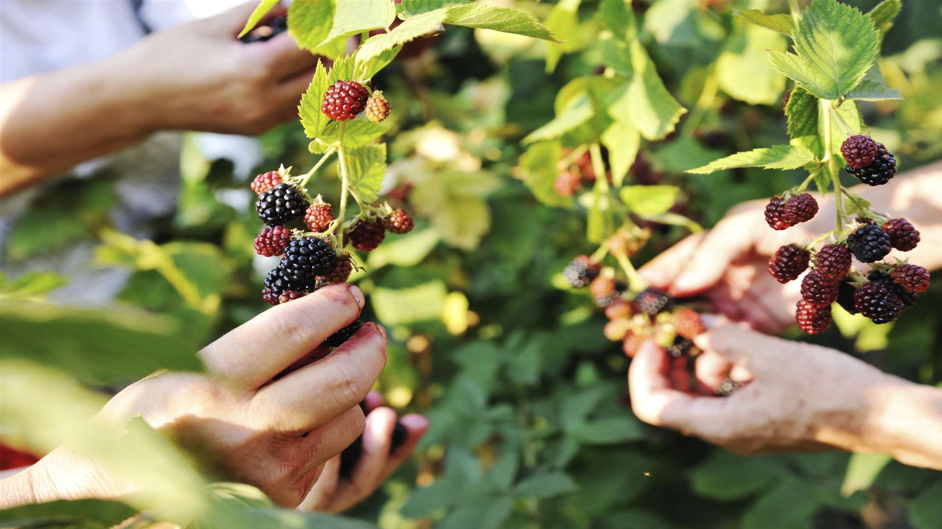 Berry picking was one of Caroline's earliest experiences of foraging in Kent