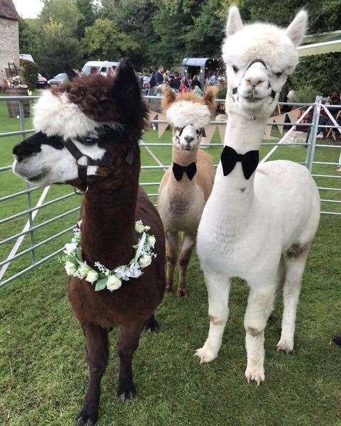 Lower Bush Alpacas supply bow ties for the alpacas to match your colour scheme