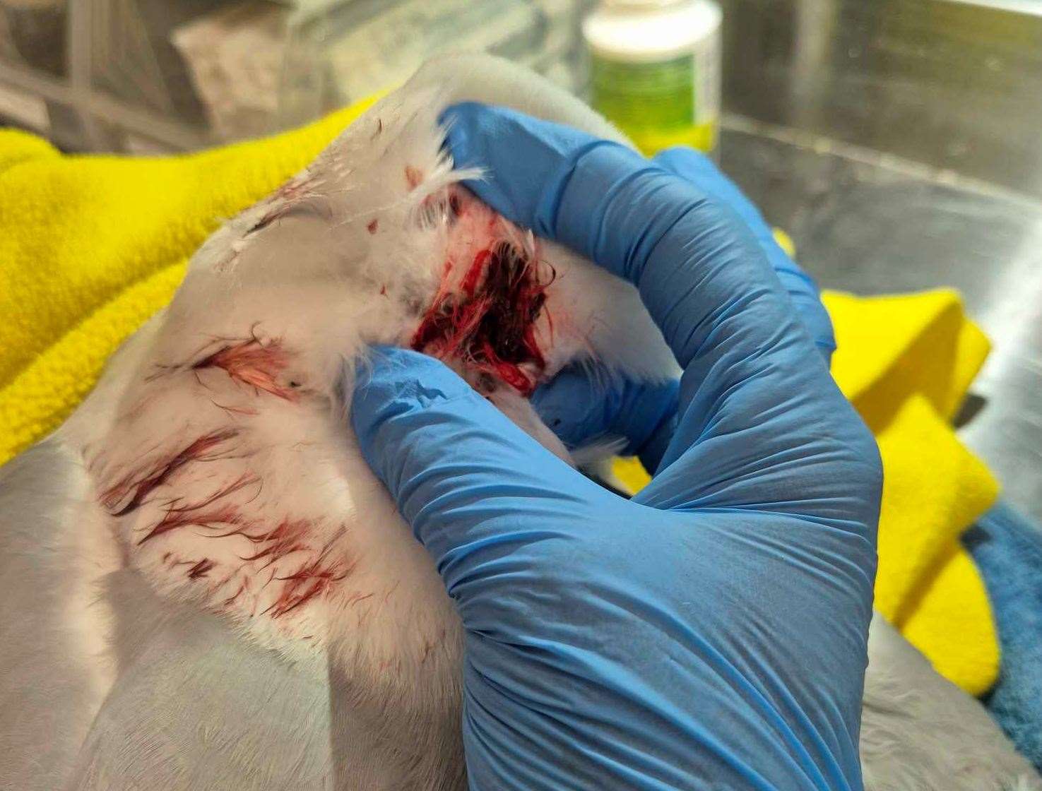 The seagull found near Faversham had a ball bearing lodged at the base of his skull. Picture: Serena Henderson