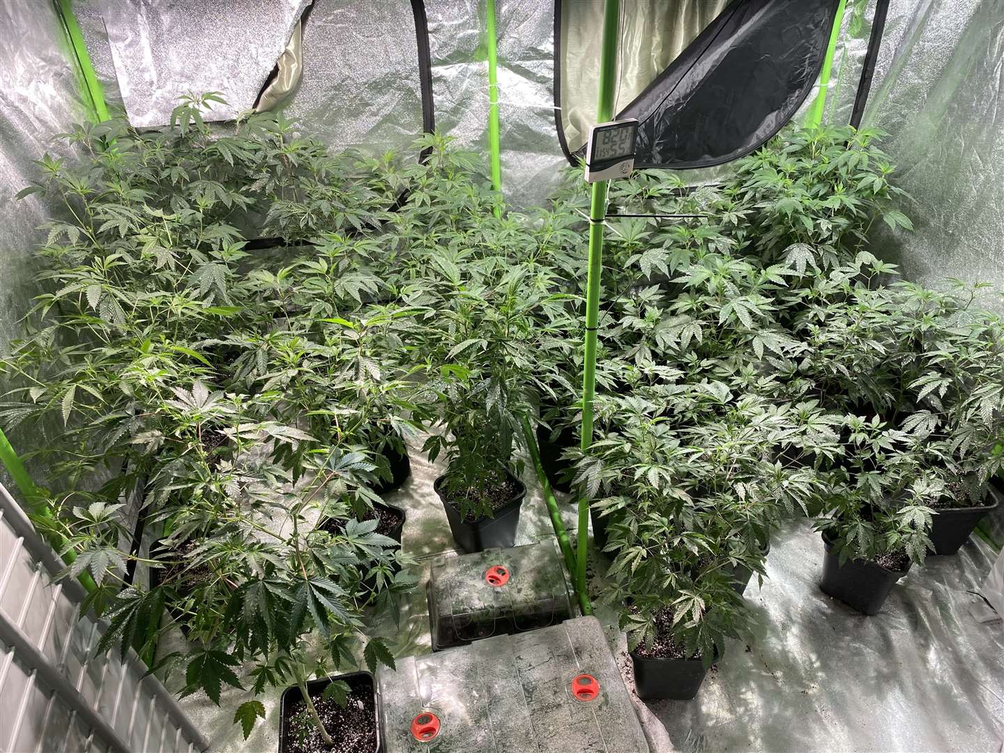 The 'substantial' cannabis factory was uncovered in Bromley this morning. Picture: Met Police