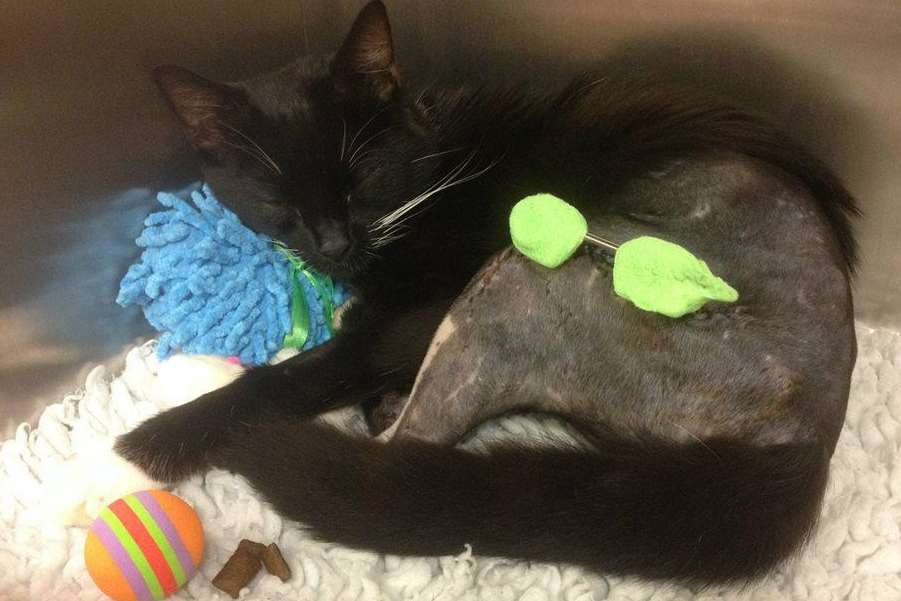 Steve Austin the cat recovers after his operation