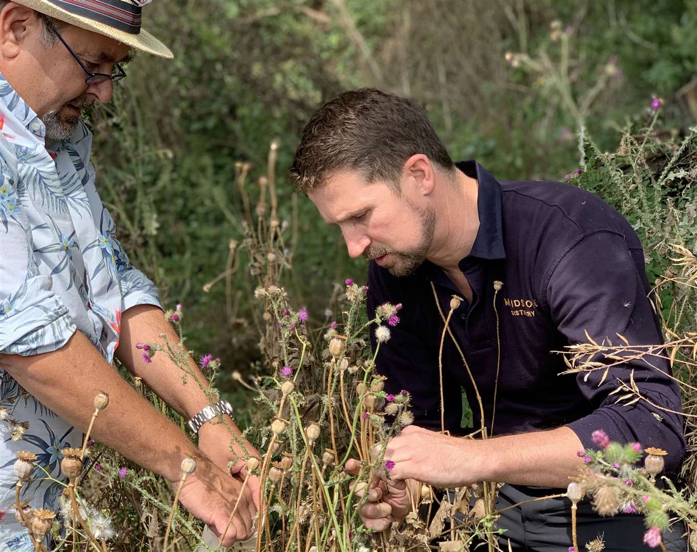 Maidstone Distillery foraging ingredients from Plantlife’s flagship nature reserve in Cuxton for a new gin (15147073)