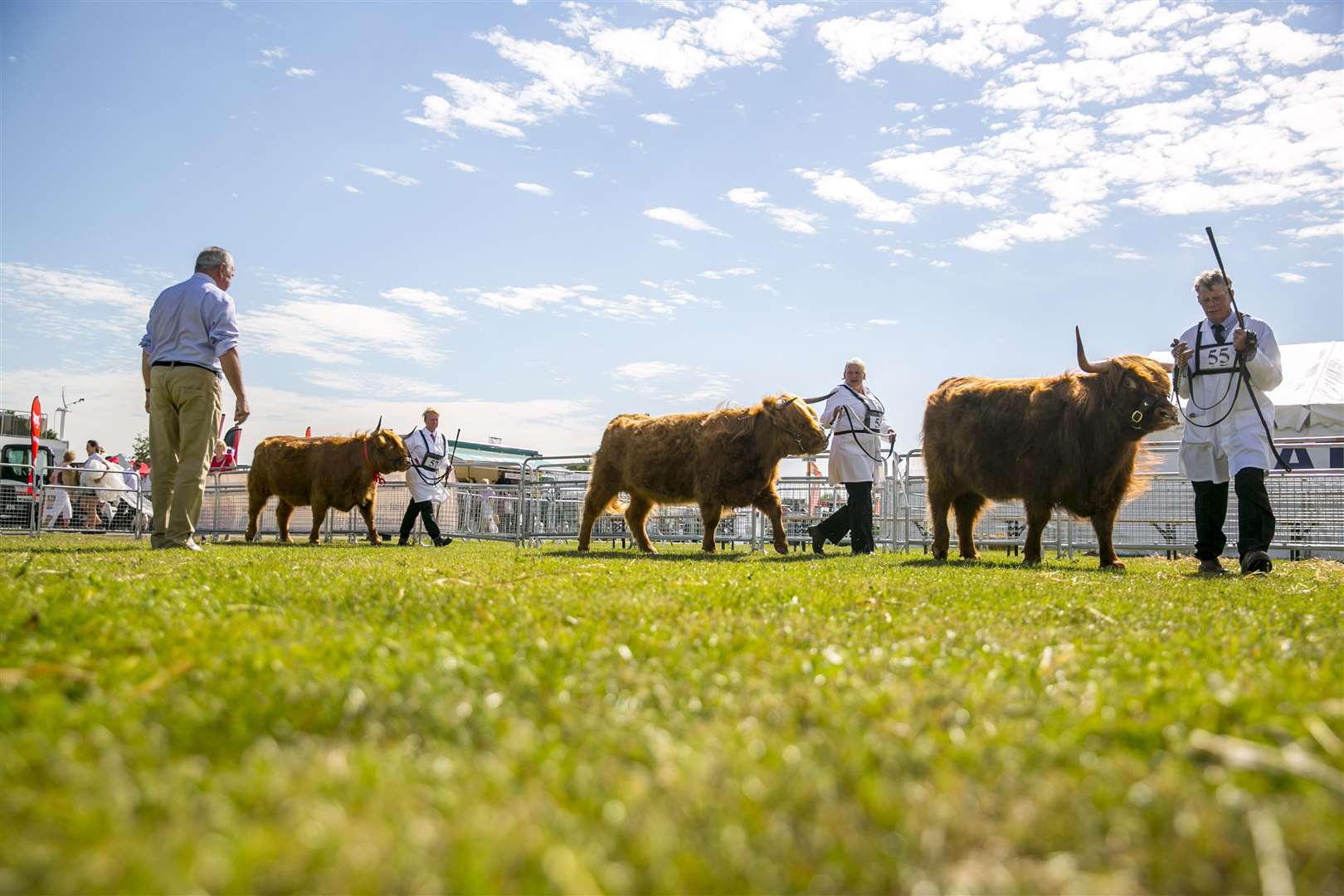 Livestock at the Kent County Show Picture: Thomas Alexander